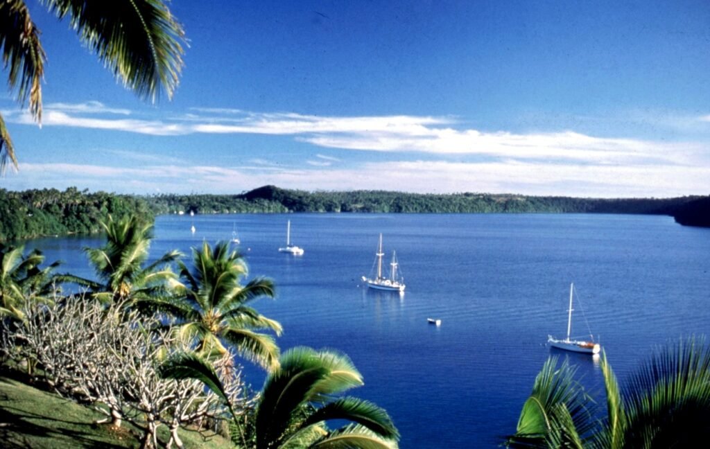 coconut trees overlooking yachts out at sea