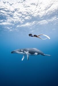Girl swimming with whale 