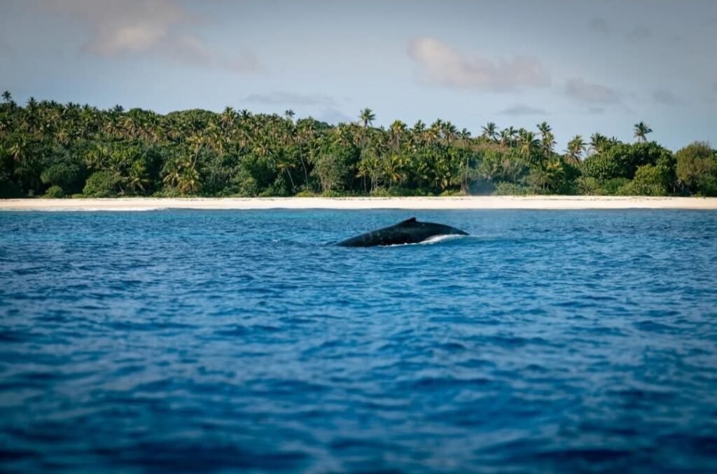 Whale in the water 